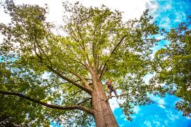 Best Tree Risk Assessment  in Winsted, CT