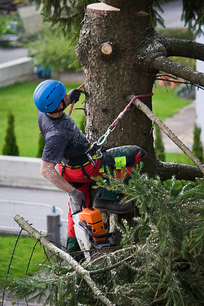 Why Choose Our Tree Removal Services in Winsted, CT?