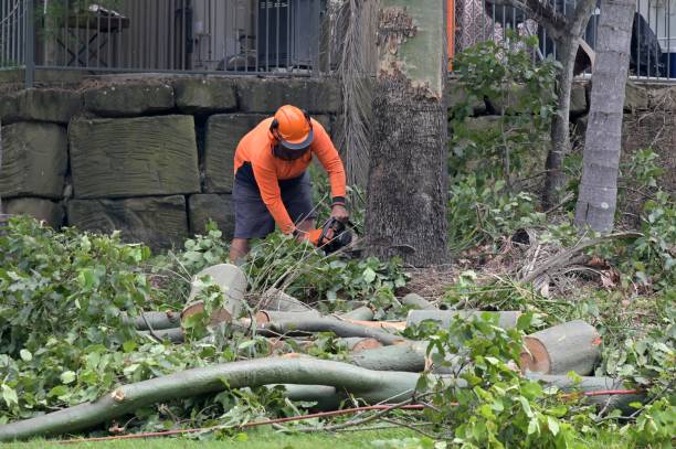 Best Commercial Tree Services  in Winsted, CT