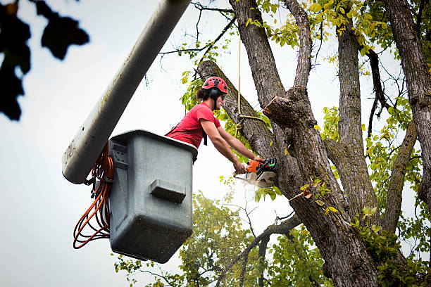 Best Hazardous Tree Removal  in Winsted, CT