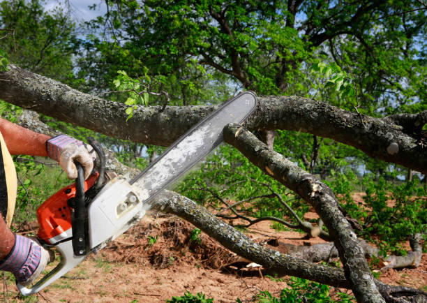 Tree and Shrub Care in Winsted, CT